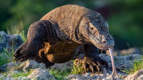 Des chercheurs font une découverte intrigante au sujet des dragons de Komodo