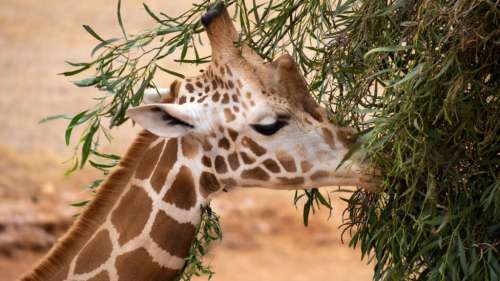 Cette girafe avec le cou tordu en zigzag intrigue les scientifiques