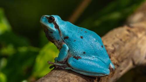 Des scientifiques découvrent une grenouille dont l’apparence semble défier les lois de la nature