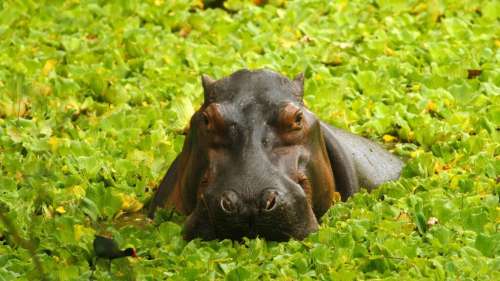 Les hippopotames ne savent pas nager, mais il s’avère qu’ils peuvent « voler »