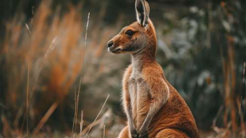 L’Homme aurait exporté des marsupiaux d’Australie il y a 42 000 ans