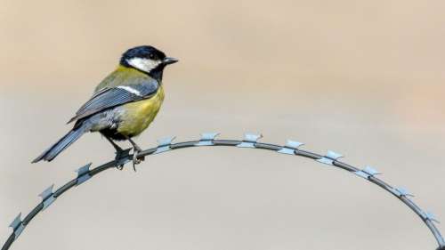 Les radiations affectent les oiseaux de la zone d’exclusion de Tchernobyl