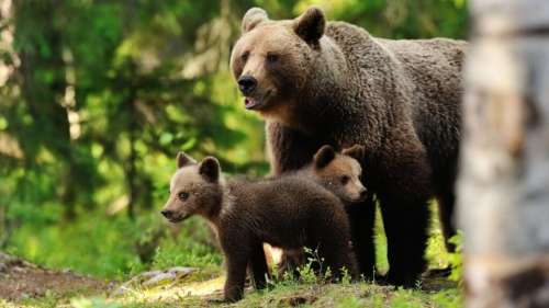 Pour survivre face à une mère grizzly et ses petits, il lui donne un coup de poing au visage