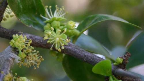 Des centaines de plantes au nom jugé raciste bientôt rebaptisées