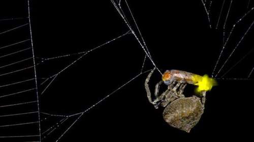 Piège fatal : les araignées exploitent le pouvoir des lucioles pour attraper plus de proies