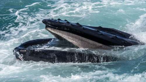 Une baleine à bosse privée de l’une de ses nageoires se révèle au travers d’images déchirantes