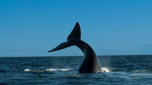 Un pêcheur hospitalisé après avoir été frappé au visage par la queue d’une baleine