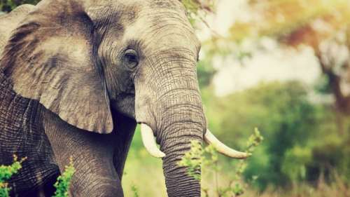 Charlie, le dernier éléphant du zoo national sud-africain, libéré après 40 ans de captivité