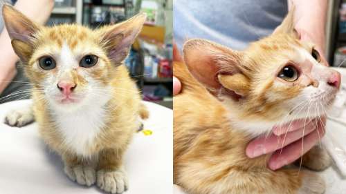 Cet adorable chat à 4 oreilles fait fondre les internautes