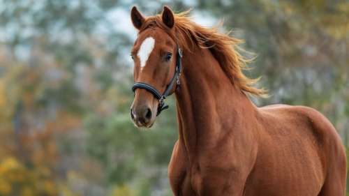 Les chevaux sont plus intelligents qu’on ne le pensait, ils peuvent élaborer des stratégies