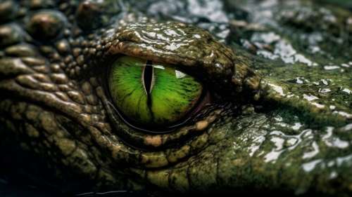 Découverte d’une nouvelle espèce préhistorique de crocodile, qui vivait il y a 135 millions d’années