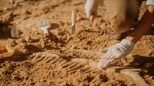 Un fossile de dinosaure vieux de 200 millions d’années découvert en raison des inondations au Brésil