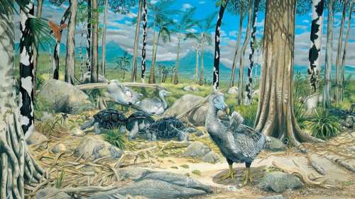 Agile et rapide, le dodo était loin d’être l’oiseau paresseux que l’on pensait