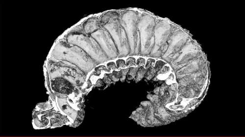 Des paléontologues découvrent un fossile exceptionnel vieux de 520 millions d’années