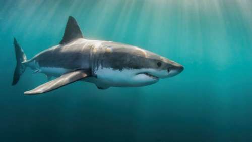 Les grands requins blancs ont mystérieusement disparu d’Afrique du Sud