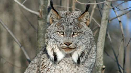 Un lynx du Canada pose parfaitement devant les pièges photographiques de chercheurs