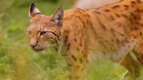 Cette automobiliste tombe nez à nez avec trois lynx sur le bord de la route