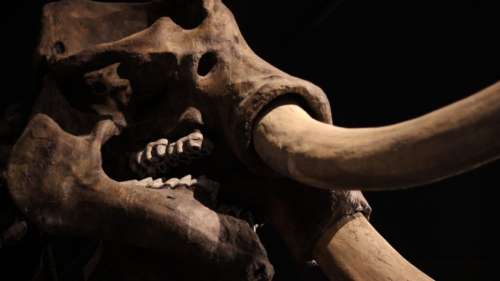 Un énorme crâne et des os de mastodonte vieux de 13 600 ans mis au jour aux États-Unis