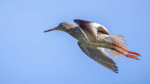 Voici pourquoi les oiseaux ne voient jamais les éoliennes