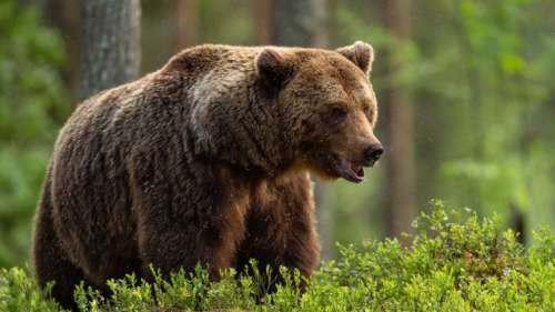 Le massacre de centaines d’ours bruns par des chasseurs autorisé en Suède