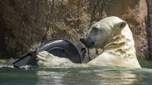 L’image d’un ours polaire qui mange du plastique révèle à quel point la pollution est omniprésente