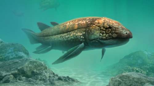 Cette nouvelle espèce de poisson-poumon vivait à l’aube du règne des dinosaures