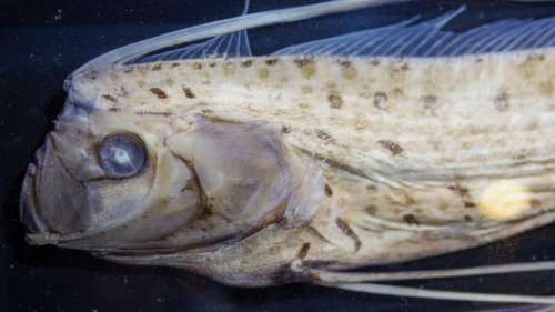 Un rare poisson-ruban découvert mort annoncerait l’arrivée de catastrophes naturelles