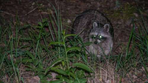 Les ratons laveurs savent résoudre les problèmes de manière créative, la preuve en images