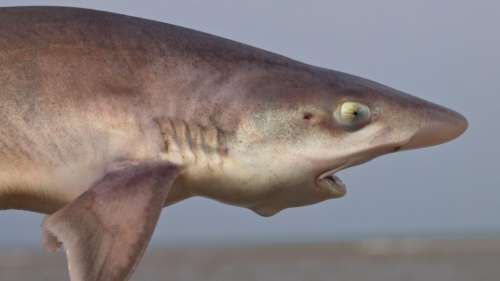 Ces femelles requins ont eu des bébés toutes seules en Italie et les scientifiques sont inquiets