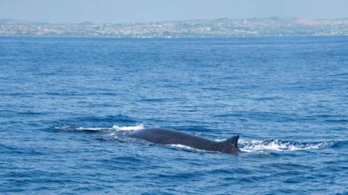 Le Japon tue un rorqual commun malgré la condamnation internationale