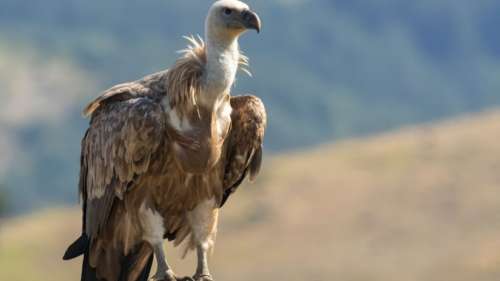 Pourquoi la quasi-extinction des vautours a causé la mort d’un demi-million de personnes en Inde ?