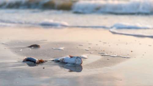 Le zone morte du golfe du Mexique continue de s’étendre et les scientifiques s’alarment