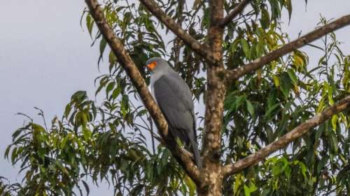 Un oiseau qui n’avait plus été observé depuis 55 ans photographié pour la première fois