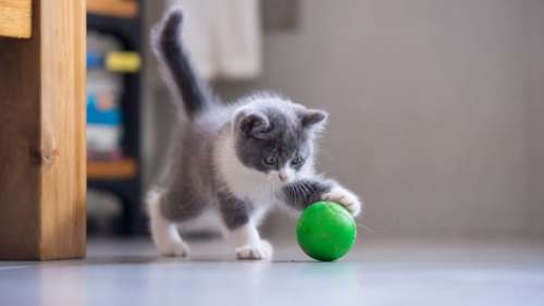 Les chats aussi raffolent de cette activité souvent réservée aux chiens