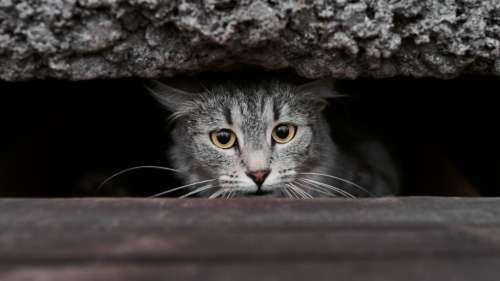 Comment les chats parviennent-ils à se faufiler dans des espaces étroits ?