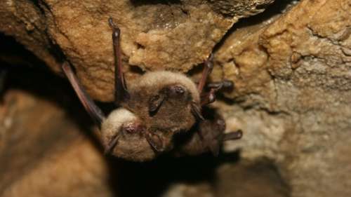 Comment le déclin des chauves-souris a provoqué le décès de 1 300 nouveau-nés aux États-Unis