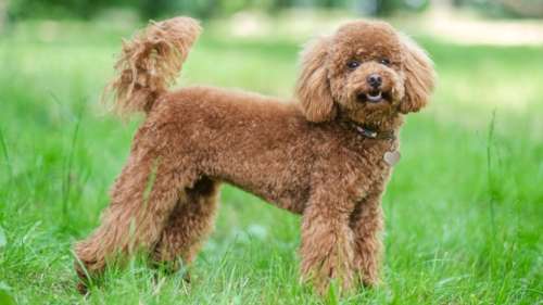 Une étude brise le mythe selon lequel un chien croisé est en meilleure santé qu’un pure race