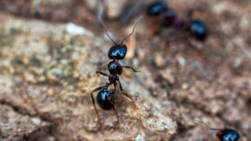 Pour empêcher la propagation des maladies, les fourmis ne reculent devant rien