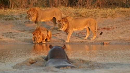 Un lion filmé en train de nager pour fuir un hippopotame en colère dans la rivière Luangwa