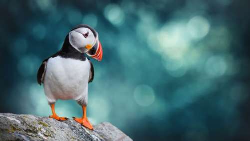 Mais pourquoi les Islandais jettent-ils les bébés macareux du haut des falaises ?