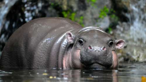 Moo Deng, le bébé hippopotame pygmée, fait craquer Internet mais ce n’est pas sans danger