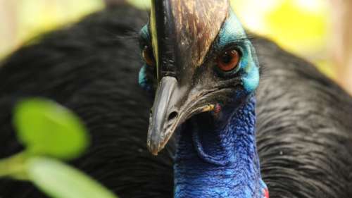 Quel est l’oiseau le plus dangereux ?