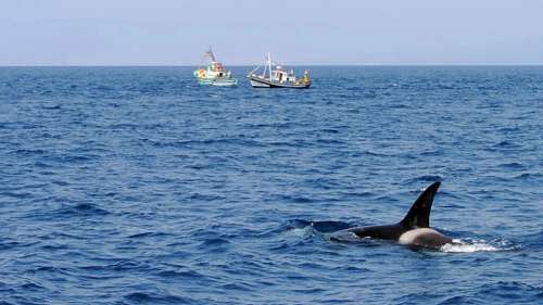 Finalement, les orques n’attaquent pas les bateaux pour jouer