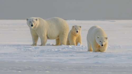 Deux ours polaires tuent un employé canadien en Arctique