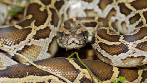 Un python birman de 3 mètres observé en train de gober un serpent encore plus gros