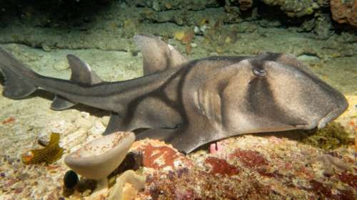 Des milliers de requins femelles découverts endormis au fond de l’océan