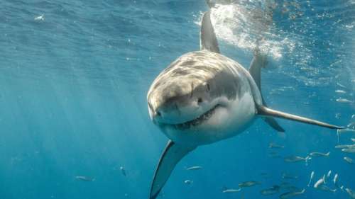 Comment les requins détectent-ils le sang sous l’eau ?