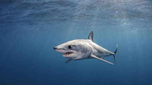 Certains requins auraient développé des comportements cannibales