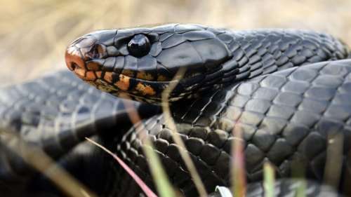 Un serpent régurgite deux autres serpents, l’un d’eux était encore vivant