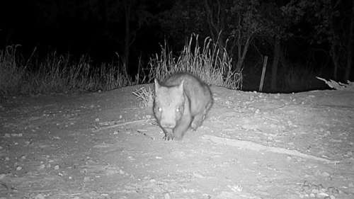 Un bébé wombat, l’un des mammifères les plus rares au monde, filmé en Australie